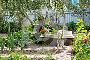 Old cast iron bathtubs for watering plants in the garden, pumpkins hanging on a tree.