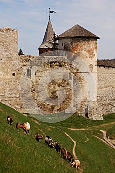 Old castle in in Kamianets-Podilskiy and goats