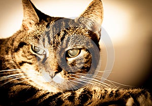 Old Cat With Cataracts photo