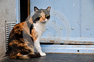 Old cat sitting in front of a blue door in the street