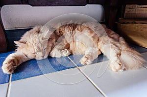 Old cat is sleeping in the afternoon