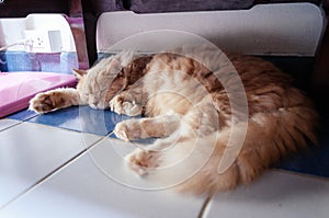 Old cat is sleeping in the afternoon
