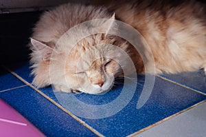 Old cat is sleeping in the evening