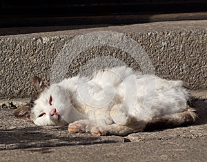 Old cat in the sun photo