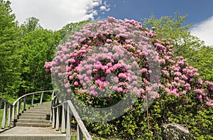 An Old Catawba Rhododendron Shrub