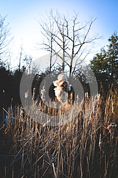 Old cattail in rays of sun