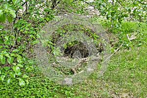 an old cave in the woods on the ground