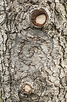 Old cedar tree bark closeup