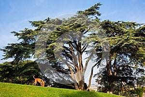 Old cedar tree in the Park Buttes-Chaumont