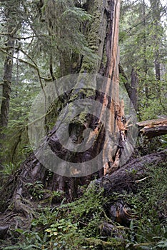 Old cedar tree, Rain Forest Trail, Pacific Rim National Park