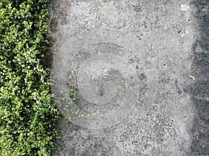 Old cement floor texture with small green bush