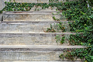 Old cement staircase and wooden border with green creeper plant, copy space, Eco friendly concept