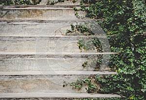 Old cement staircase and wooden border with green creeper plant, copy space,  vintage effect, eco friendly concept