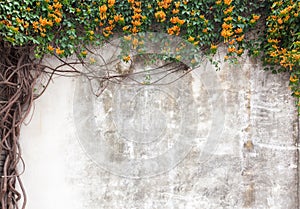 Old cement wall with green vines and flower in garden