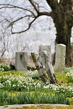 Tilted gravestones in spring