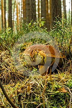 Old cep mushroom with large brown cap grows from moss and dry needles