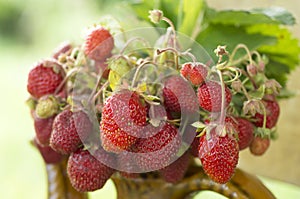 Old ceramic pot full of fresh red strawberries and clay on canvas. Healhty food fruits diet.