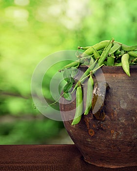 An old ceramic pot with pods of fresh green peas. Proper nutrition. Close-up.