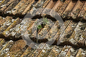 On old ceramic roof tiles, succulents often grow in the remains of algae and mosses that remain in the seams.