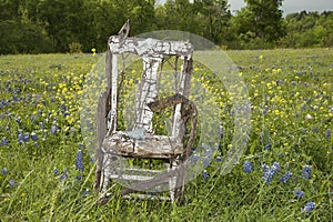 Old chair in field of bluebonnets