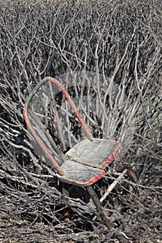 Old Chair in Thicket