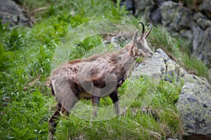 Old chamois - Rupicapra rupicapra in grass. High Tatras.