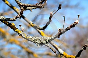Old cherry branches with lichen and new buds ready to bloom - springtime
