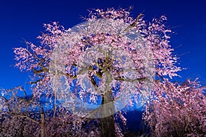 Old cherry tree blossom in Japan