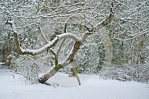 Old cherry tree covered with snow in a rural country garden, scenic winter landscape, copy space