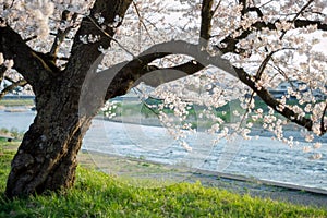 Old cherry tree by a river