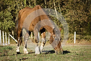 Old chestnut horse grazing in the meadow under the sun