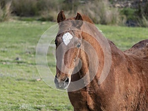 Old Chestnut Saddlebred Head Portrait