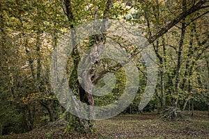 Old chestnut tree in autumnal forest