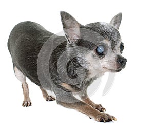 Old chihuahua with cataract