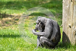 Old chimp eating fruit