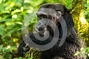 An old chimp in the Kibale forest