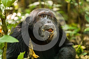 An old chimp in the Kibale forest