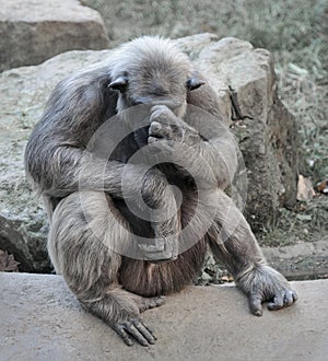 Old chimpanzee deep in thoughts or grief