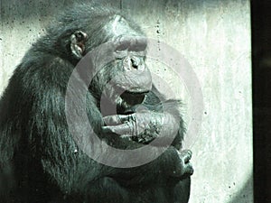 Old Chimpanzee Thinking