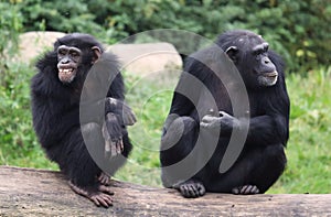 Old chimpanzees