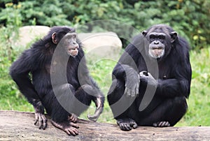 Old chimpanzees photo