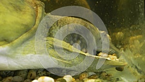An old chinese softshell turtle trionyx eating in the zoo aquarium. Close up