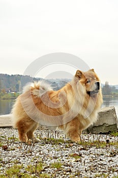 Old Chowchow dog standing next to the Zurich lake