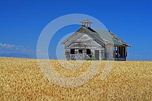 Old Church in wheat field