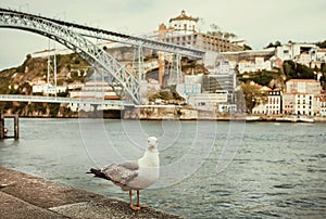 Old city Porto with Douro river, and seagull bird, like symbol of this area in Portugal