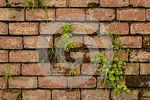 Old clay brick wall with weeds growing between cracks and grooves. Vector wall