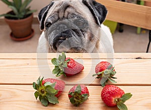 Old clear pug looks sad at the strawberries in front to him. Sitted in a chair in front to a wooden table. Outdoor in the morning