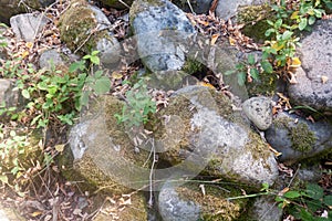 Old cobbles covered with moss