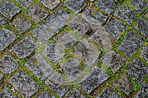 Old cobblestone pavement with green moss pattern background photography