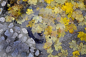 Old cobblestone street with autumn yellow leaves and muddy puddle - background autumn fall humid concept - life-soft/ death-hard